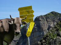 Do cows need help with navigation?