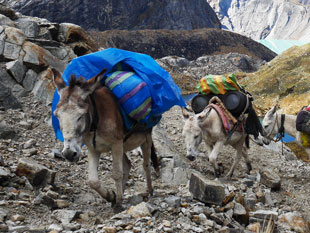 Donkeys on the trail. The donkeys traverse steep and rocky terrain with ease.