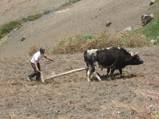 Quechan farmer plowing his field